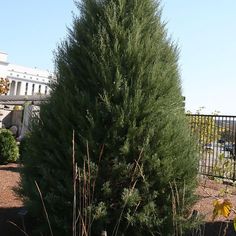 Juniperus virginiana 'Burkii' ~ Burkii Red Cedar - Delivered By ServeScape Conifer Trees, Zone 2, Master Gardener, Shade Trees, Plant List, Landscaping Plants, Modern Landscaping, Companion Planting, Red Cedar