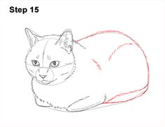 a drawing of a cat with the words step 15 on it's back side