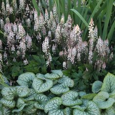 some very pretty flowers and plants in the grass