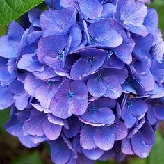 purple flowers with green leaves in the background