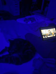 a cat laying on top of a bed next to a tv