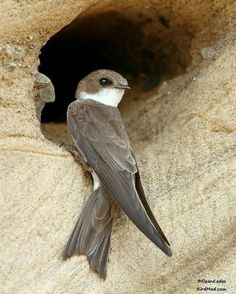 a small bird sitting in the middle of a sand cave with it's eyes open