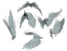 several different types of birds flying in the air