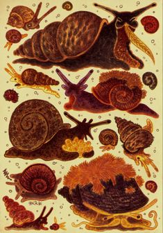 an image of different types of snails