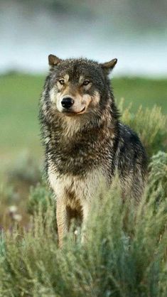 a wolf standing in the middle of a field