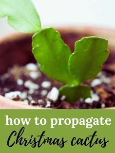 christmas cactus propagated in soil Propagating Christmas Cactus, Propagate Christmas Cactus