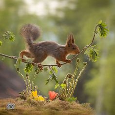 a squirrel is standing on a branch with leaves and flowers around it's feet