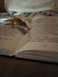 an open book with a small toy leopard on it's cover, sitting on a bed