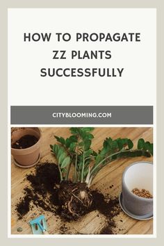 ZZ plant propagation with tools and pots on a wooden table.