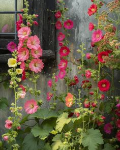 pink and yellow flowers growing next to an old window