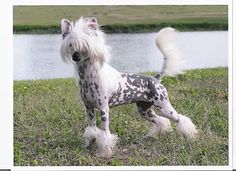 a white and black dog standing on top of a lush green field next to a lake