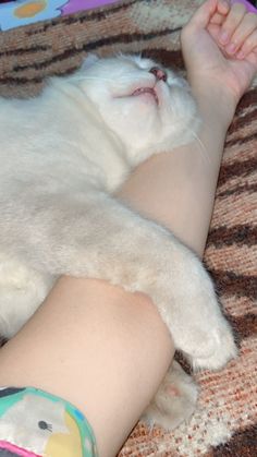 a white cat laying on top of a person's arm with its paw in the air