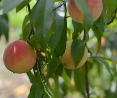 some peaches hanging from a tree with green leaves