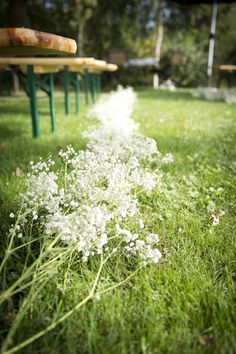 white flowers are growing in the grass near picnic tables