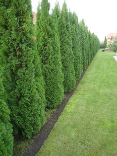 a row of evergreen trees next to a lawn