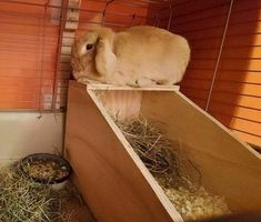 a rabbit sitting on top of a wooden box filled with hay next to a toilet