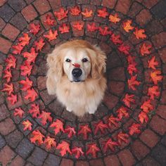 a golden retriever dog sitting in the middle of a circle with autumn leaves around it