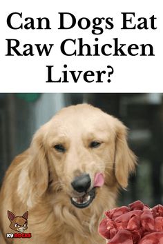 a dog with its tongue hanging out next to raw chicken livers and the words can dogs eat raw chicken livers?