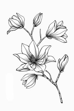 Simple Flower Drawing, Easy Flower Drawings, Flower Drawings, Easy Flower, Botanical Drawings, Arte Floral