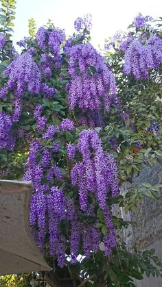 purple flowers growing on the side of a building