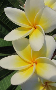 three white and yellow flowers with green leaves