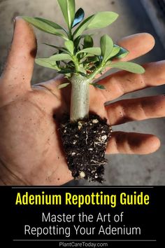 a person's hand holding a small plant with dirt on it and the words, `