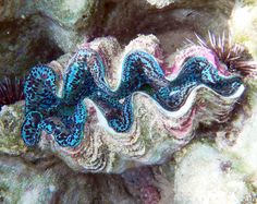 a blue and white sea anemone on a coral