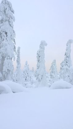 a man riding skis on top of snow covered ground next to tall pine trees