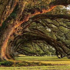 an image of trees that are very large