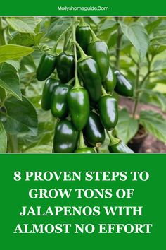 green peppers growing on a plant with the words 8 proven steps to grow tons of jalapenos with almost no effort