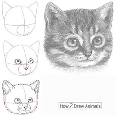 how to draw a cat's face with different angles and head shapes, step by step