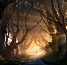 an image of the sun shining through trees in front of a person walking down a road