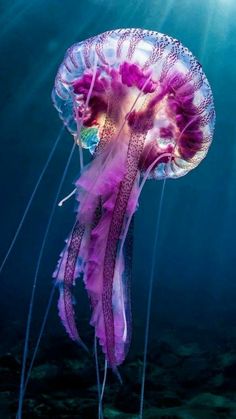 a purple jellyfish swimming in the ocean