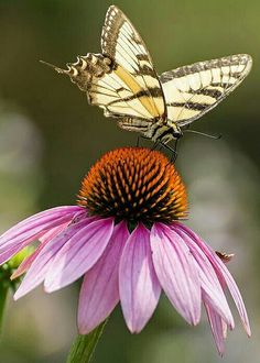 two butterflies sitting on top of a purple flower