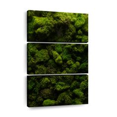 three panels of green moss growing on the wall