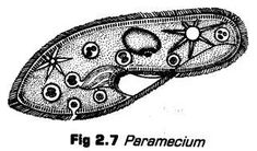 an image of a diagram of the structure of a plant's leaf and its structures