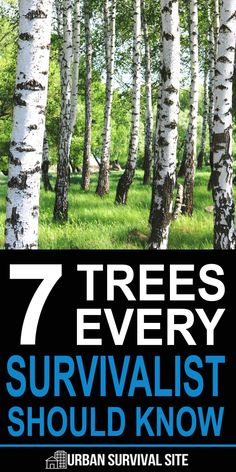 seven trees every survivalist should know