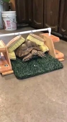 a turtle laying on top of a green rug