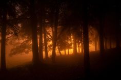 the sun is shining through the trees in the foggy forest at night with only one light on