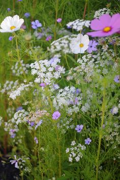 wildflowers and daisies are growing in the grass