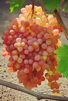 bunches of grapes hang from a vine in an outdoor area with dirt and grass