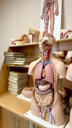 the human body is surrounded by many shelves and medical equipment, including an adult's torso