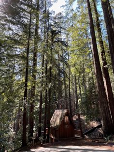 a small cabin in the middle of a forest with lots of tall trees around it