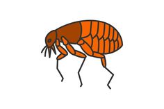 an orange flea is standing on its hind legs and it's head in the air