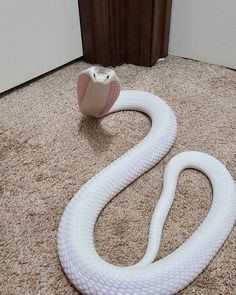 a large white snake laying on top of a carpet