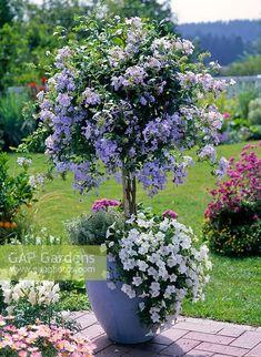 purple and white flowers are growing in a large planter