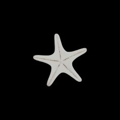 a white starfish on a black background