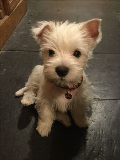 a small white dog sitting on top of a floor