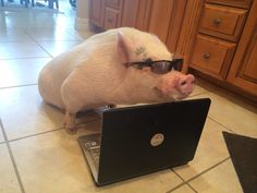 a pig wearing sunglasses sitting on top of a laptop computer in a kitchen next to a counter