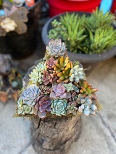 Green Concrete Christmas tree planter is 3 separate planters that form the shape of a tree. The tree is filled with more than 15 rooted colorful succulents and dressed up with moss.  Dimensions: Top:   3.58x3.58x1.69in  Middle: 7.48x3.27x1.77in  Bottom 11.22X3.27X1.77in  If you gifting please include your message for the complimentary greeting card. Please add a heat pack if you're shipping to an area that's below 45 degrees. We can not be responsible for frozen plants if one isn't purchased. Th Christmas Tree Planter, Succulent Christmas Tree, Concrete Christmas, Frozen Plants, Succulent Christmas, Green Concrete, Succulent Tree, Tree Planters, Yucca Valley